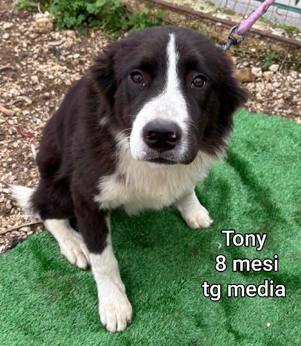 Cercasi adozione per questi cuccioli  Foto 10