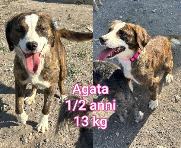 Piccoli cagnolini in rifugio  Foto 10