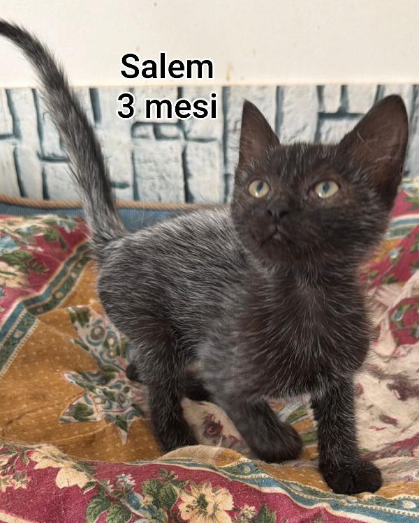 MERAVIGLIOSI GATTINI: URGENTE Foto 2