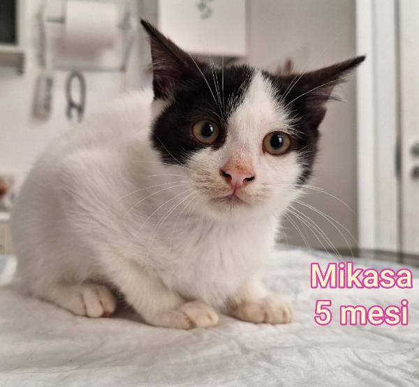 MERAVIGLIOSI GATTINI: URGENTE Foto 5