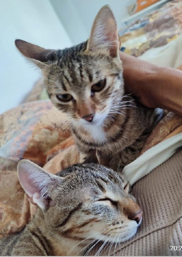 2Micini Tigrati Grigi 6Mesi Meravigliosi Sud 