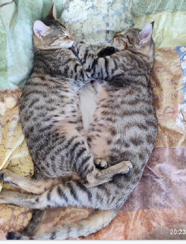 2micini tigrati grigi 6mesi meravigliosi SUD  Foto 2