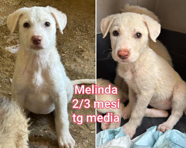 Aiutate questi cuccioli!  Foto 2