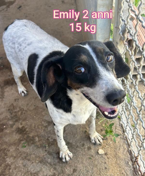 Cani taglia piccola e mediopiccola  Foto 10