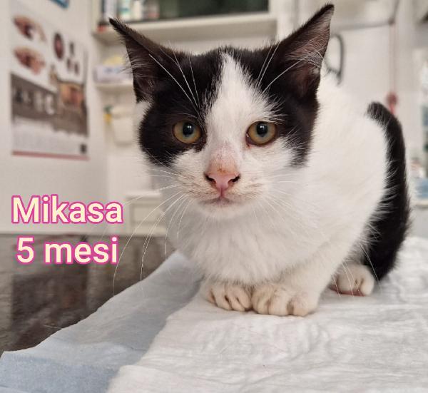 MICINI: SIAMO AL COLLASSO  Foto 4