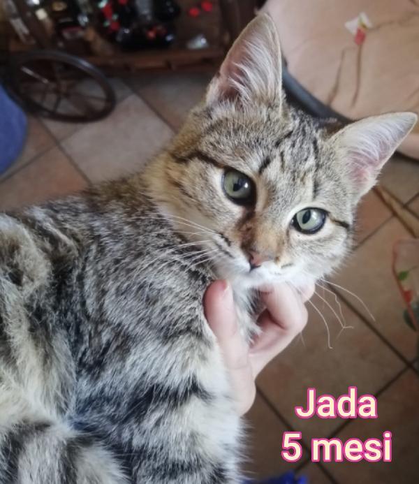 MICINI: SIAMO AL COLLASSO  Foto 5