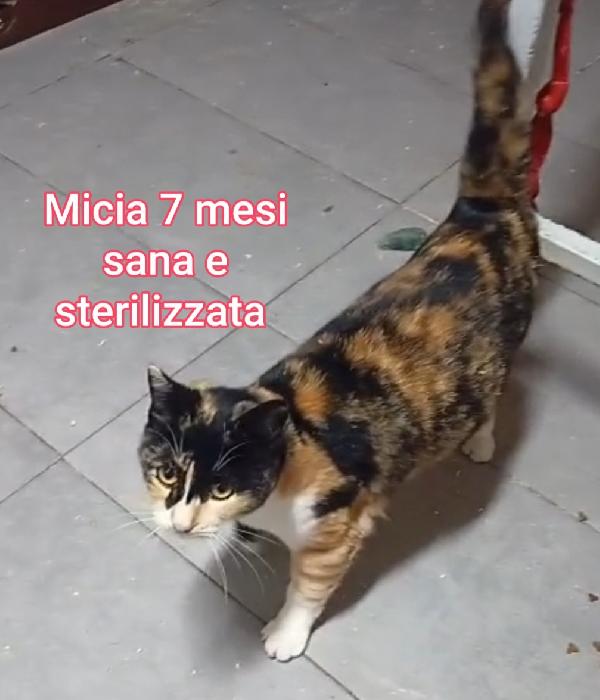 MICINI: SIAMO AL COLLASSO  Foto 7