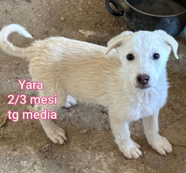 INVISIBILI CUCCIOLI BISOGNOSI  Foto 6