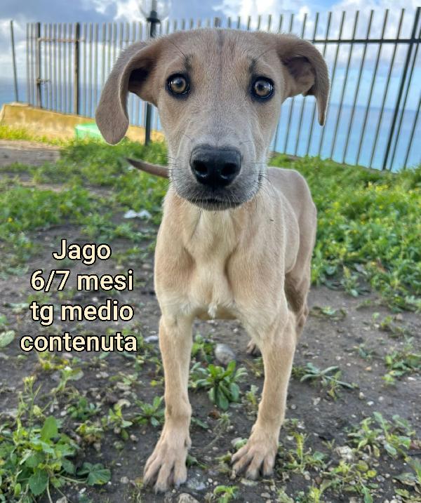 INVISIBILI CUCCIOLI BISOGNOSI  Foto 9