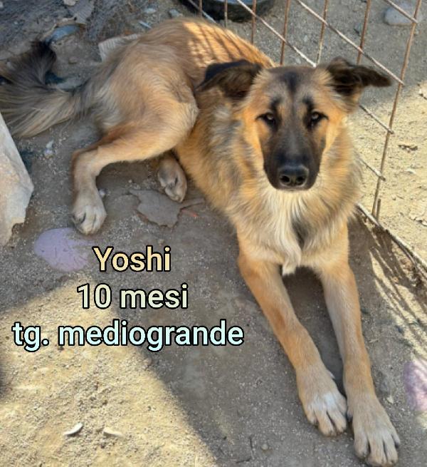 INVISIBILI CUCCIOLI BISOGNOSI  Foto 8