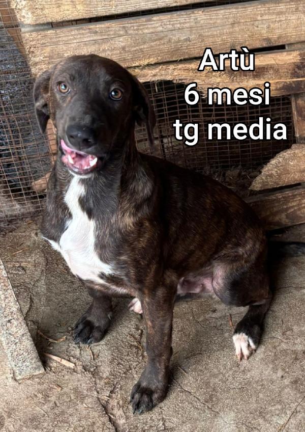 INVISIBILI CUCCIOLI BISOGNOSI  Foto 10