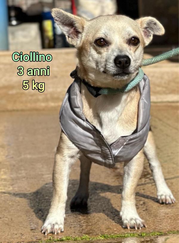 Cagnolini: dai 5 kg ai 15 kg massimi Foto 2