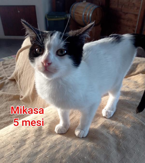 Telefona per salvare un micio Foto 7