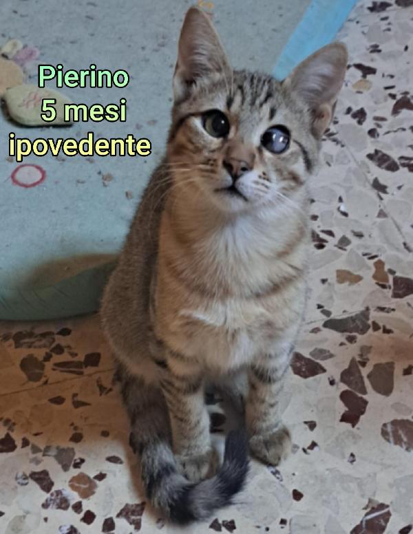 Telefona per salvare un micio Foto 8