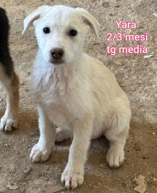 Cuccioli trovatelli, dai 2 mesi Foto 6