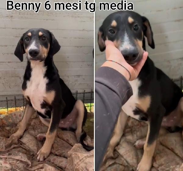 Cuccioli trovatelli, dai 2 mesi Foto 9