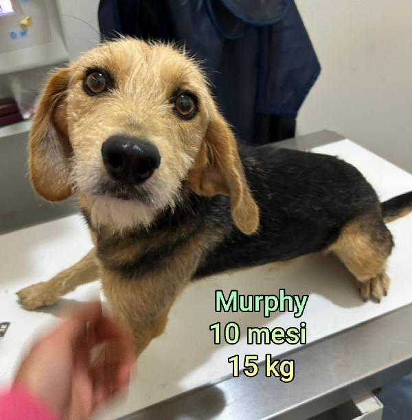 CAGNOLINI ENTRO I 15 CHILI Foto 5