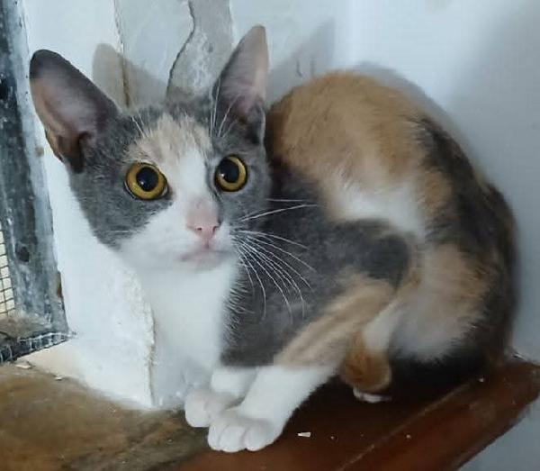 Lisa gattina  Foto 2