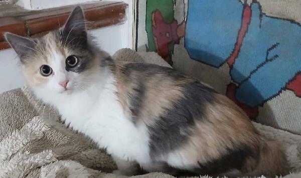 Gloria gattina  Foto 2