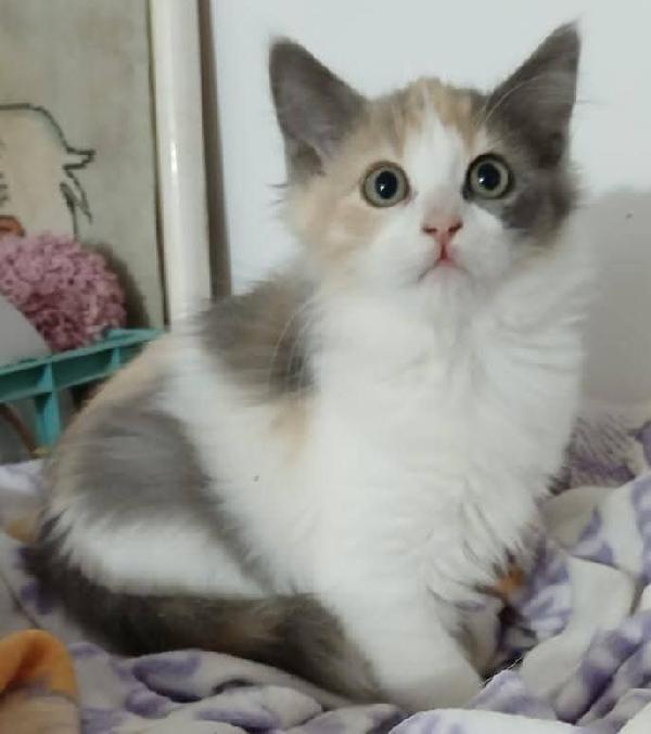 Gloria gattina  Foto 3