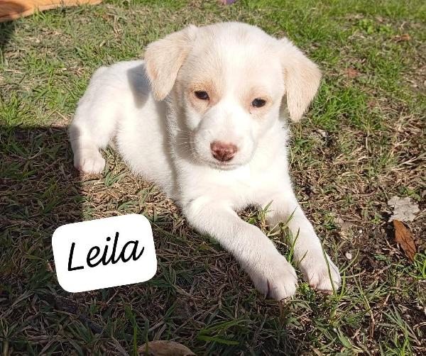 Bellissimi Cuccioli Cercano Adozione 