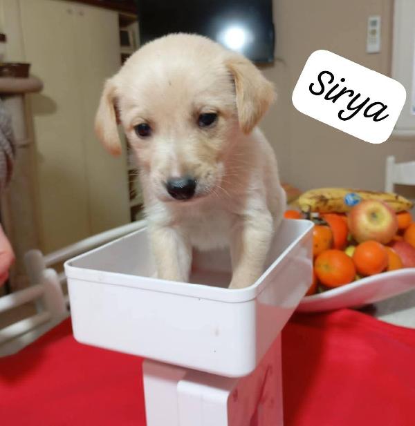 Bellissimi cuccioli cercano adozione  Foto 2