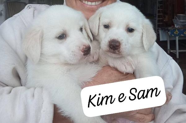 Bellissimi cuccioli cercano adozione  Foto 3