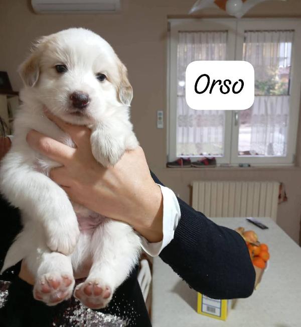 Bellissimi cuccioli cercano adozione  Foto 4