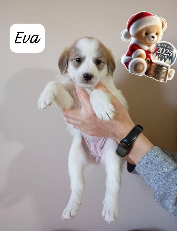 Bellissimi cuccioli cercano adozione  Foto 5