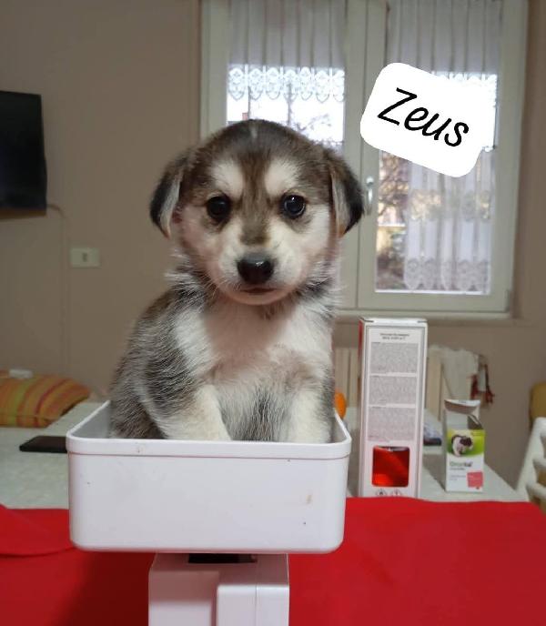 Bellissimi cuccioli cercano adozione  Foto 6