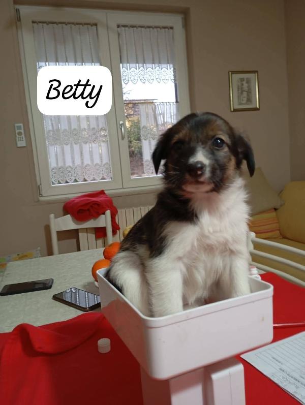 Bellissimi cuccioli cercano adozione  Foto 7