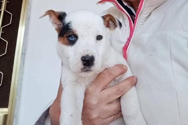 Sei Bellissime Femminucce 2 Mesi 