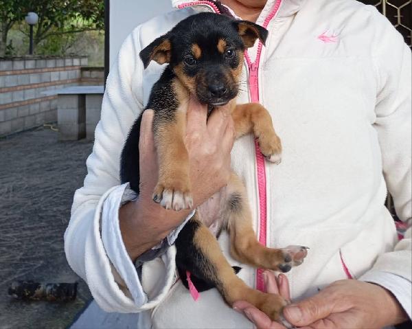 Sei bellissime femminucce 2 mesi  Foto 2