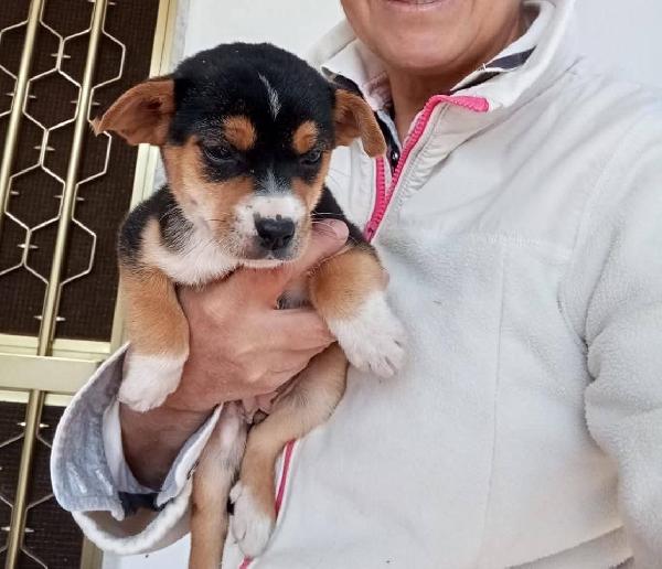 Sei bellissime femminucce 2 mesi  Foto 3