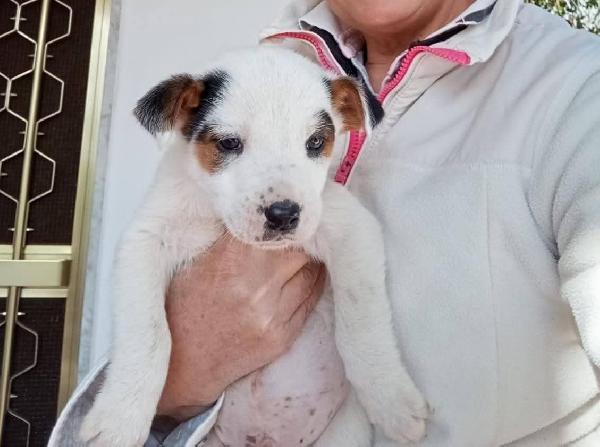 Sei bellissime femminucce 2 mesi  Foto 4