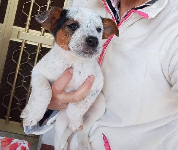 Sei bellissime femminucce 2 mesi  Foto 5