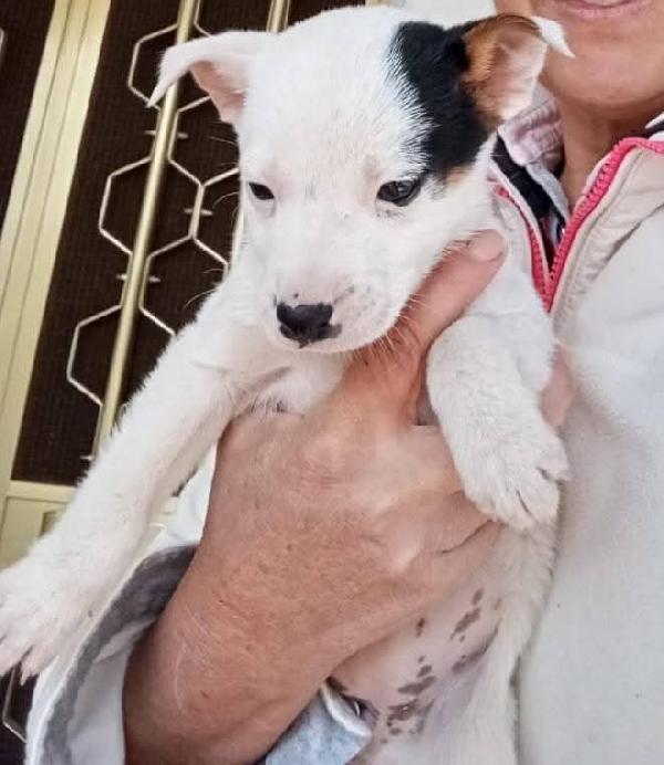 Sei bellissime femminucce 2 mesi  Foto 6