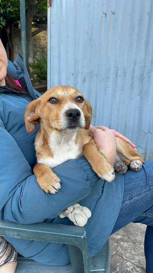 Coco E Castagna Cucciole 