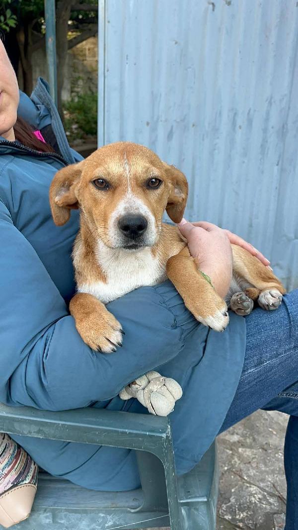 Coco e castagna cucciole  Foto 2