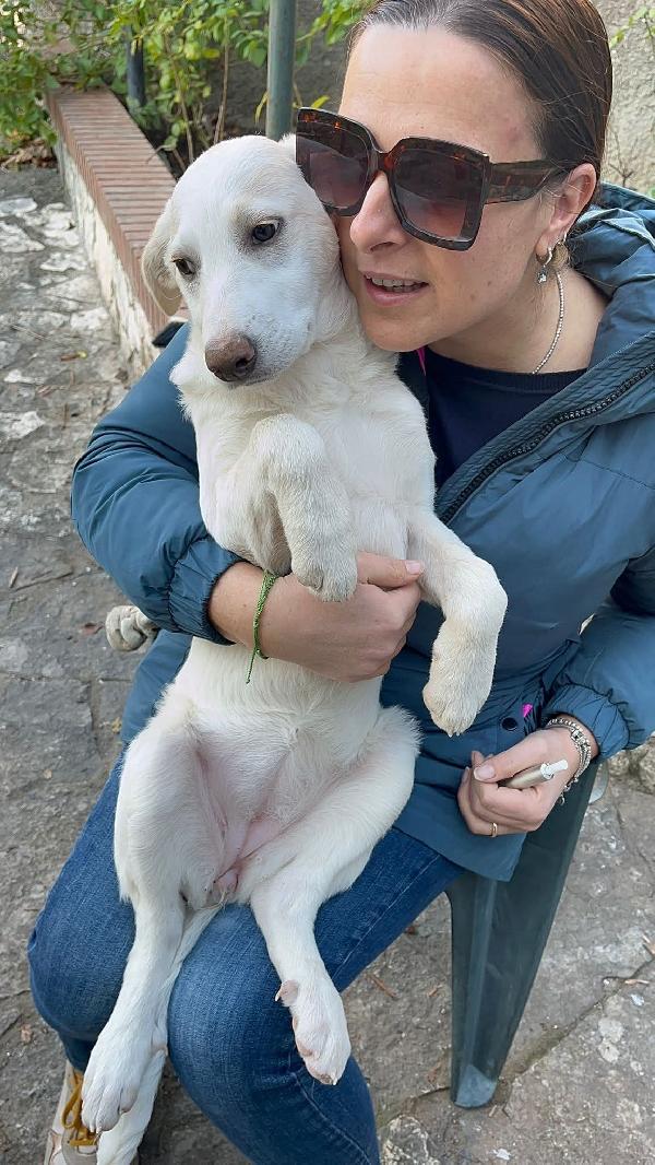 Coco e castagna cucciole  Foto 3