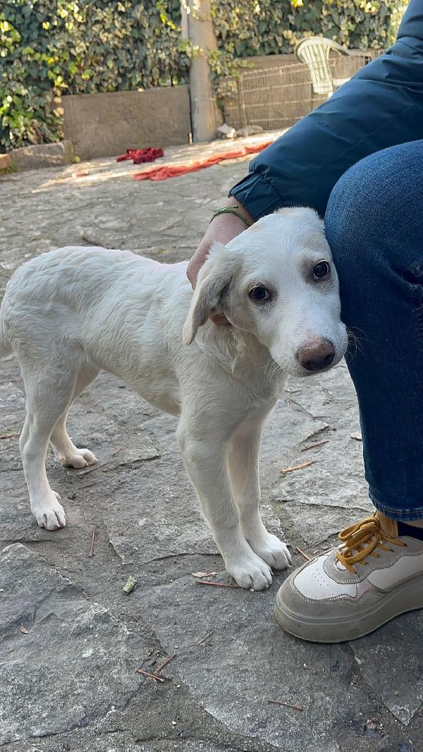 Coco e castagna cucciole  Foto 4