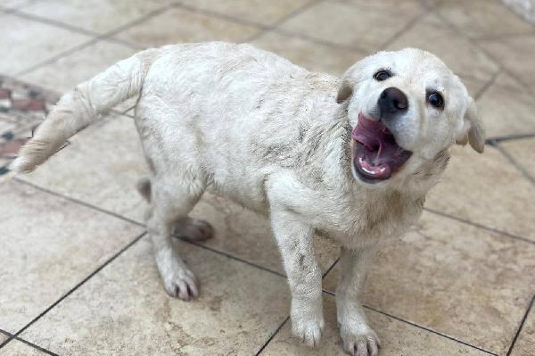 Eugenia cucciola  Foto 2