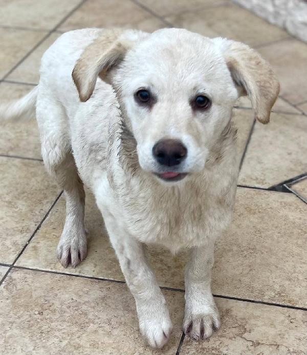 Eugenia cucciola  Foto 4