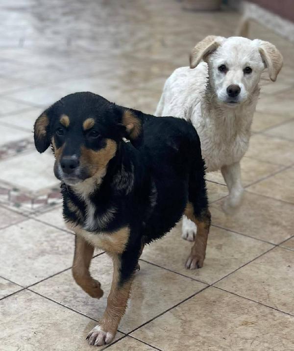 Eugenia cucciola  Foto 5