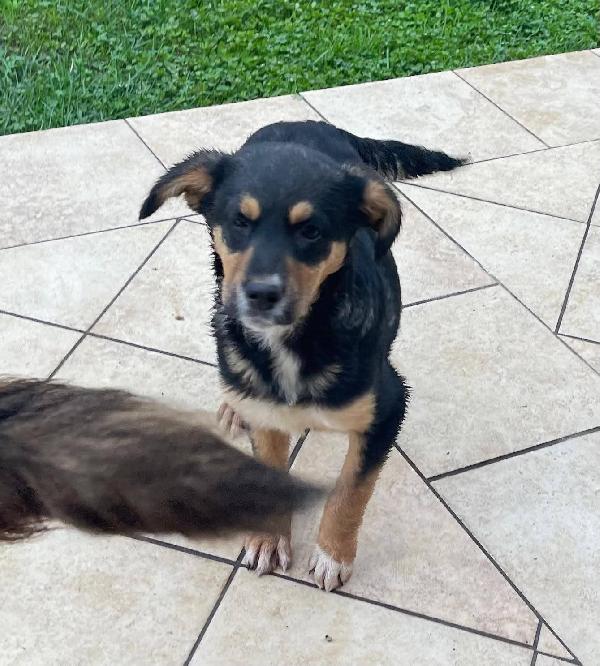 Matilda cucciola  Foto 2