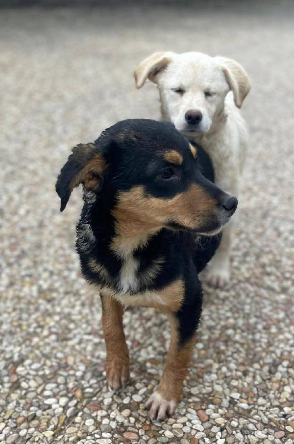 Matilda cucciola  Foto 4