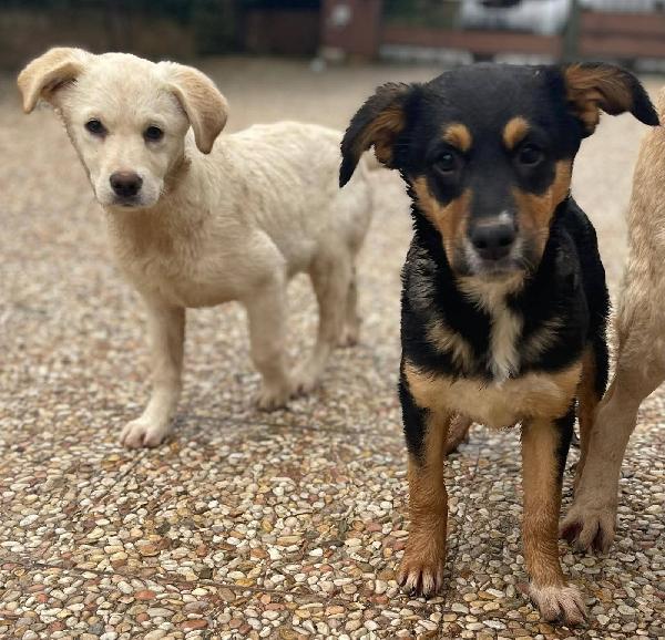 Matilda cucciola  Foto 5