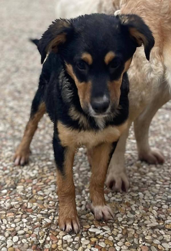 Matilda cucciola  Foto 6