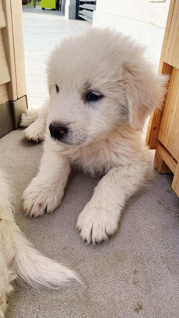 Una Mamma Per Fiocco