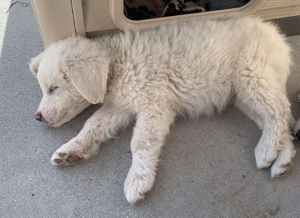 UNA MAMMA PER FIOCCO Foto 2